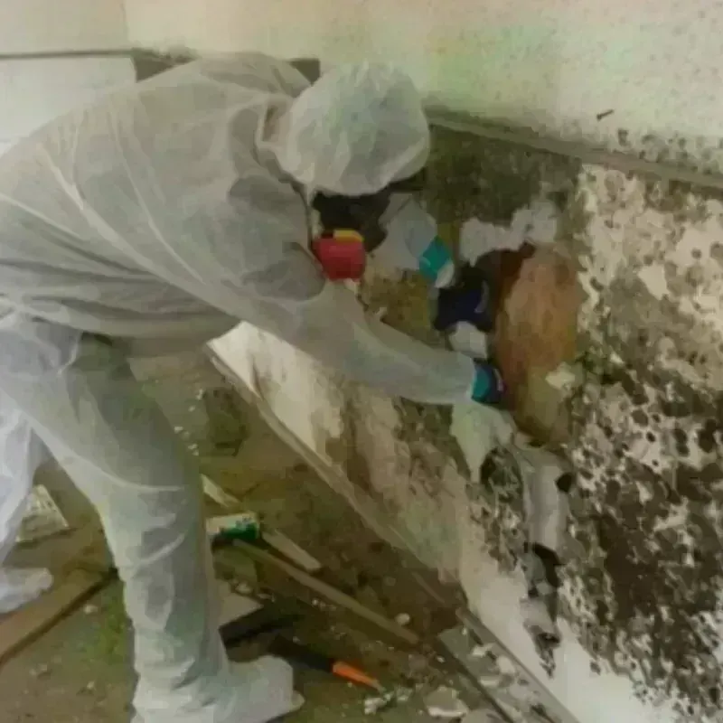 Mold Remediation and Removal in Starke, FL